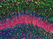 Glial Cells, Confocal Light Micrograph-Thomas Deerinck-Premium Photographic Print