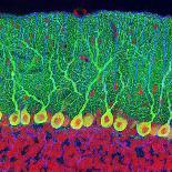 Purkinje Nerve Cells In the Cerebellum-Thomas Deerinck-Photographic Print