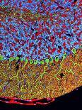 Purkinje Nerve Cells In the Cerebellum-Thomas Deerinck-Photographic Print