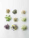Nine Different Types of Sprouted Seeds-Thomas Dhellemmes-Photographic Print
