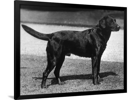 Photographic Print, , large