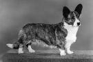Just the Print
