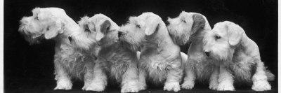 Group of Alsatian Puppies-Thomas Fall-Photographic Print
