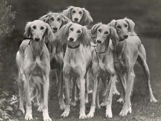 Photographic Print, , large