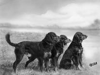 Jack Judy and Jill of Cromux Three Gordon Setters in a Field Owned by Eden-Thomas Fall-Photographic Print
