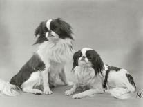 Pair of Japanese Chins Owned by Hudson One Sitting and One Lying Down-Thomas Fall-Photographic Print