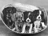 These Four Cavalier King Charles Spaniel Puppies Sit Quietly in the Basket-Thomas Fall-Photographic Print