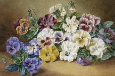 Pansies-Thomas Frederick Collier-Mounted Giclee Print