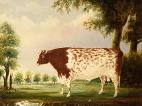 Mina, A Four Year Old Shorthorn Bull, in a Meadow-Thomas Freebairn Wilson-Stretched Canvas