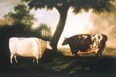 Two Shorthorn Cattle, 1806-Thomas Harrington Wilson-Giclee Print