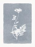 Lyrical Floral - Flare-Thomas Hazlehurst-Stretched Canvas