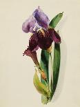 A Flag Iris-Thomas Holland-Framed Giclee Print