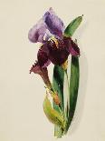 A Flag Iris-Thomas Holland-Stretched Canvas