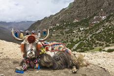 Yak in Drak Yerpa, Tibet, China, Asia-Thomas L-Photographic Print