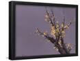 Essential Black