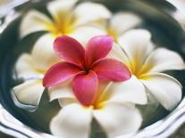 Frangipani Flowers in Bowl of Water-Thomas M. Barwick-Framed Stretched Canvas