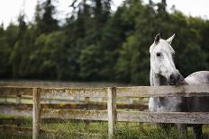 Horse in Field Looking over Fence-Thomas Northcut-Photographic Print