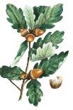 Cherry Fig Tree-Thomas Nuttall-Art Print