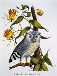 Little Horned Owl, from 'Indian Zoology', Published 1790-Thomas Pennant-Framed Stretched Canvas