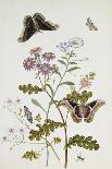 Scabious and a Cupid Flower-Thomas Robins Jr-Giclee Print