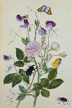 Study of Mirabilis and Origanum Dictamnus with Swallowtail and Ringlet Butterflies-Thomas Robins Jr-Laminated Giclee Print