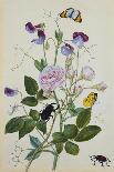 Rosebay Willowherb and Buttercups with Butterflies-Thomas Robins Jr-Framed Giclee Print