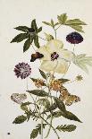 Rosebay Willowherb and Buttercups with Butterflies-Thomas Robins Jr-Framed Giclee Print