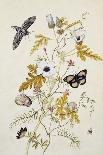 Milkweed, Poppy and Hibiscus with Butterflies and a Beetle-Thomas Robins Jr-Framed Giclee Print