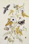 Study of Mirabilis and Origanum Dictamnus with Swallowtail and Ringlet Butterflies-Thomas Robins Jr-Framed Stretched Canvas