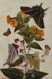 Study of Mirabilis and Origanum Dictamnus with Swallowtail and Ringlet Butterflies-Thomas Robins Jr-Mounted Giclee Print