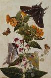 Study of Mirabilis and Origanum Dictamnus with Swallowtail and Ringlet Butterflies-Thomas Robins Jr-Laminated Giclee Print