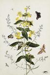 Study of Mirabilis and Origanum Dictamnus with Swallowtail and Ringlet Butterflies-Thomas Robins Jr-Giclee Print