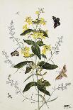 Galica Rose and Perennial Sweet Pea, Weevil, a Beetle and Butterflies-Thomas Robins Jr-Giclee Print