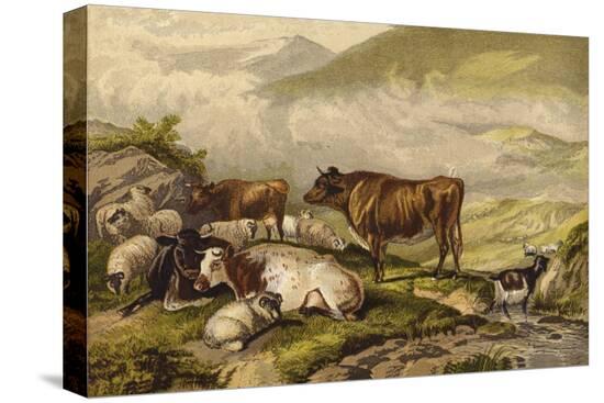 Stretched Canvas Print, , large