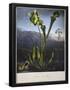 Essential Black
