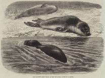 The Sea-Bear at Cremorne Gardens-Thomas W. Wood-Giclee Print