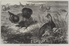 The Bladder-Nosed Seals in the Zoological Society's Gardens-Thomas W. Wood-Giclee Print