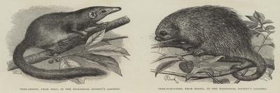 The Tree Shrew and Tree Porcupine-Thomas W. Wood-Giclee Print