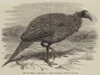 The Prairie Grouse in the Zoological Society's Gardens, Regent's Park-Thomas W. Wood-Giclee Print