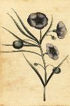 Flannel Flower, Actinotus Helianthi. ,1800 (Engraving)-Thomas Watling-Giclee Print