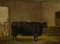 The White Heifer That Travelled, with a Man Slicing Turnips in a Stable Yard, 1811-Thomas Weaver-Giclee Print