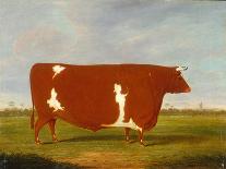 Wildair' an Eight-Year-Old Heifer in a River Landscape, 1827-Thomas Weaver-Giclee Print