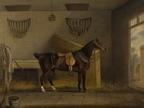 The White Heifer That Travelled, with a Man Slicing Turnips in a Stable Yard, 1811-Thomas Weaver-Giclee Print