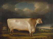 Comet' a Light Roan Short-Horn Bull in a Landscape, 1811-Thomas Weaver-Giclee Print