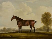 A saddled Bay Hunter in a stable, 1819-Thomas Weaver-Giclee Print