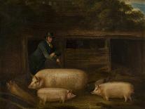 The White Heifer That Travelled, with a Man Slicing Turnips in a Stable Yard, 1811-Thomas Weaver-Giclee Print