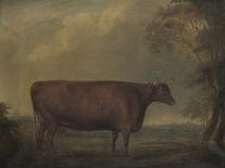 Red Devon Heifers in landscape, 1812-Thomas Weaver-Framed Giclee Print