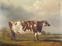 Red Devon Heifers in landscape, 1812-Thomas Weaver-Giclee Print