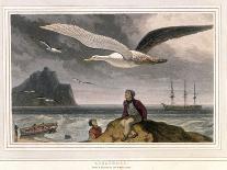 Albatross, Pub. London 1810-Thomas & William Daniell-Giclee Print
