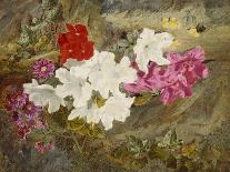 Rhododendrons with Bumble-Bee on an Ivy-Clad Ledge-Thomas Worsey-Laminated Giclee Print